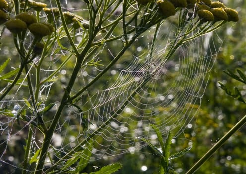 Spider web with early morning dew on it.