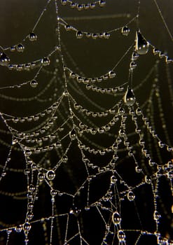 Spider web with early morning dew on it.