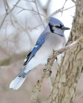 A blue jay perched on a tree branch.