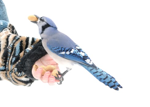 A blue jay perched on a hand with a peanut.