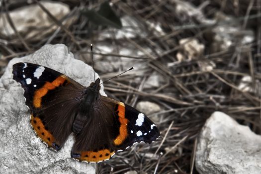 Vanessa Atalanta or as commonly known as Red Admiral
