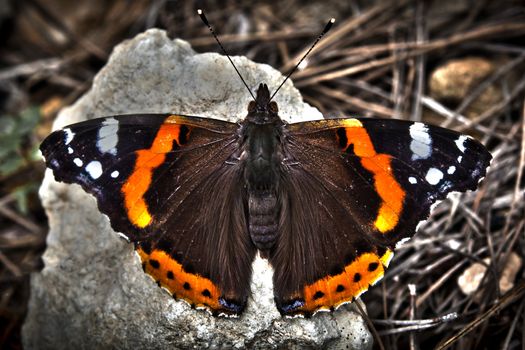Vanessa Atalanta or as commonly known as Red Admiral