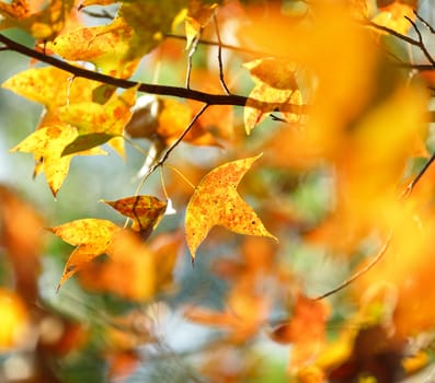 autumn leaves close up background