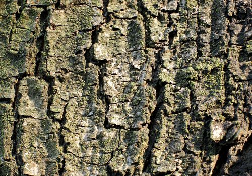 Tree bark texture