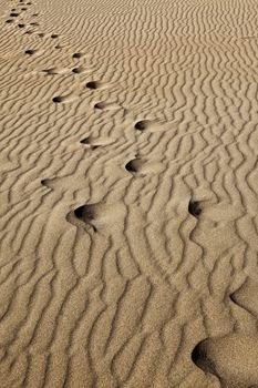 Abstract image showing light and shadow areas in sand dune camel trail