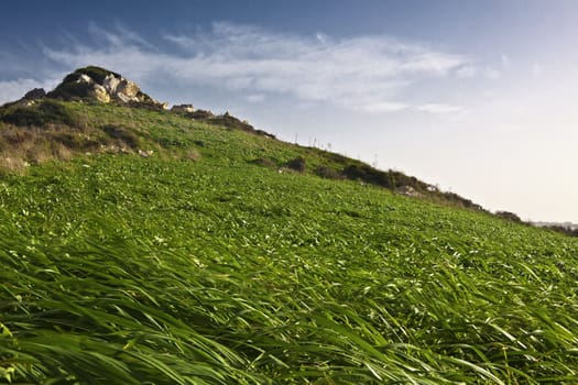 Wild green grass covering the slopes of a hillock in Malta