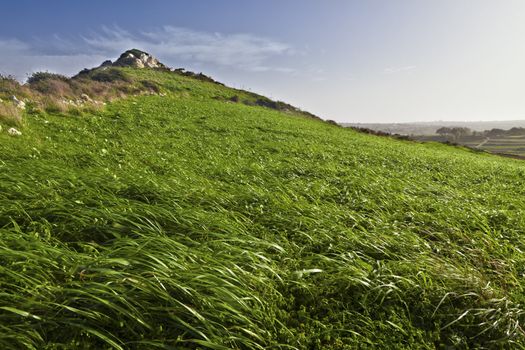 Hillock in Malta countryside covered in green windswept grass