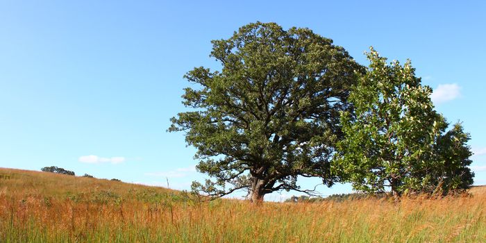 A giant old oak tree in the prairie at Nachusa Grasslands of northern Illinois.