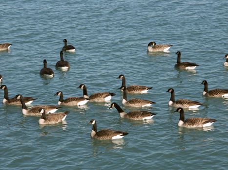 A large group of Canada Geese swim lazily in Lake Michigan - Illinois.