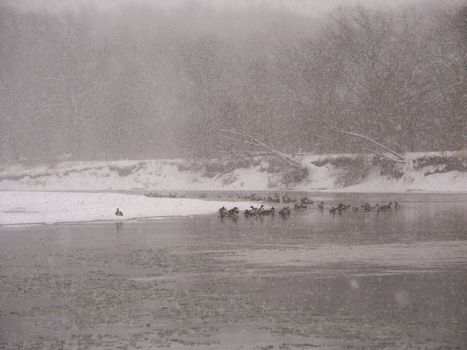 Geese sit along the Kishwaukee River during a winter snowstorm.