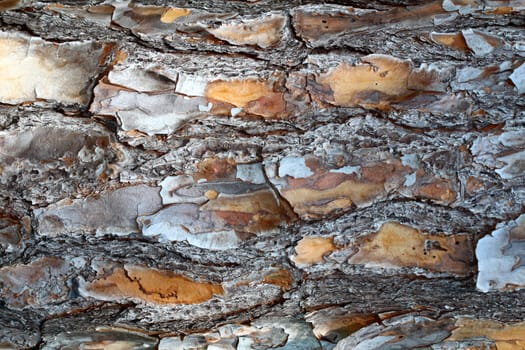 Closeup of pine tree bark in central Florida.