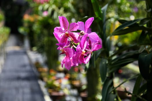 Exotic orchid garden in Thailand - travel and tourism.