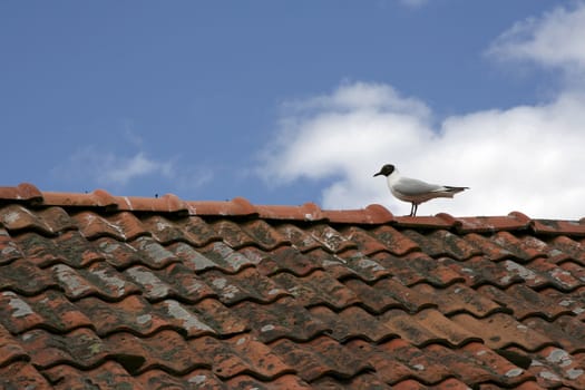 Lonely seagull standing on the red roof and blue sky