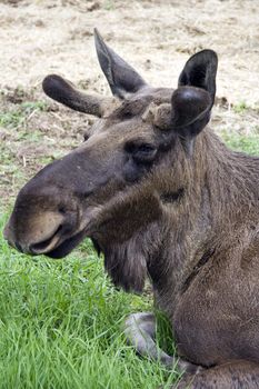 Closeup of a moose head 