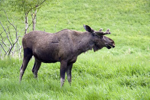 A big male moos standing on green grass
