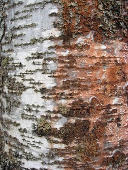 Tree bark texture background