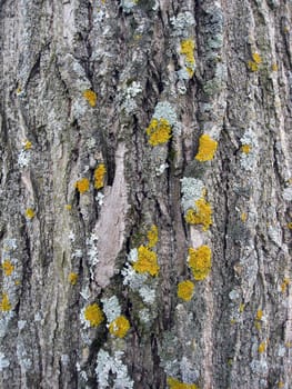 Tree bark texture background 