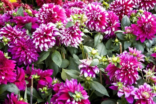 Beautiful purple peony garden closeup