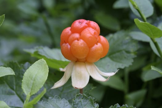 Wild cloudberry closeup 