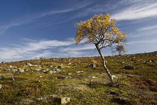 Autumn landscape with a lonely tree on the hill
