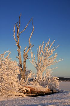 Winter landscape with frost trees in sunny day