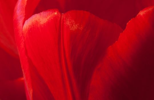 Delicate petals of a red tulip. Romantic background