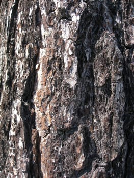 Tree bark texture background 