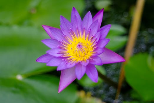 Purple lotus flower blossom in the pool