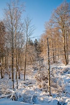 Trees and snow