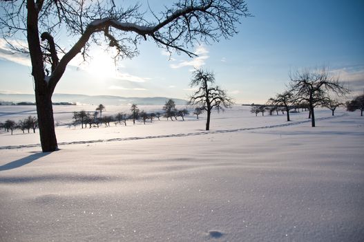 winter landscape with trees in great fresh powder snow