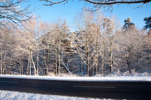 Trees and snow