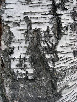 Tree bark texture background 