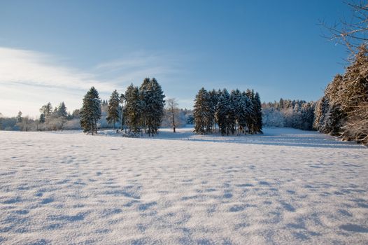 Trees and snow