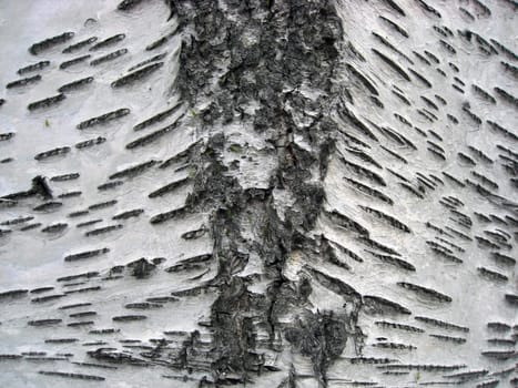 Tree bark texture background 