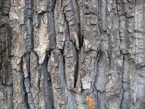 Nature tree bark texture background 