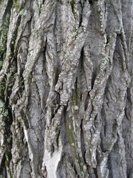Tree bark texture background 