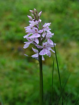Beautiful spotted-orchid closeup