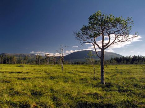 Wild landscape of forest     