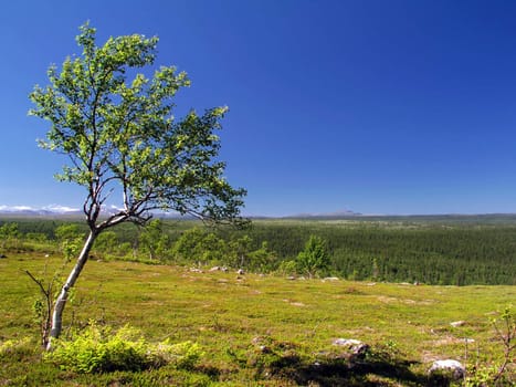Lonely tree on green field with blue sky 
 