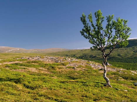 Wild landscape with lonely tree on the hill