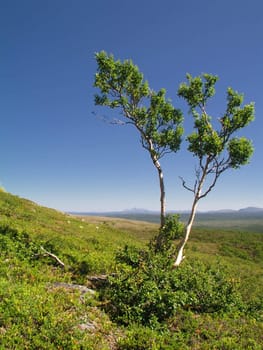 Wild landscape with two trees on hill