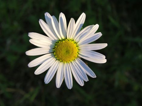 Beautiful white chamomile in the field closeup 