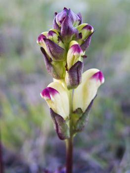 Beautiful budding orchid closeup