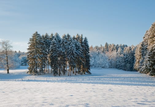 Trees and snow