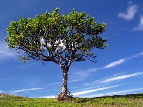 Beautiful wild landscape of a big tree with blue sky 
