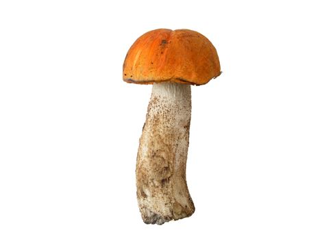 Fresh mountain mushroom isolated on white background