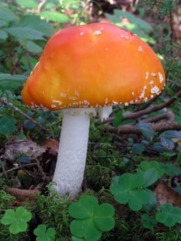 Mountain fresh mushroom closeup