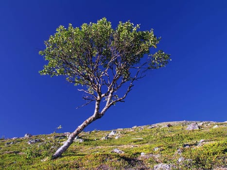 Lonely tree in the mountain   