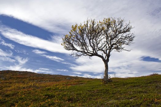 Lonely tree on the mountain with blue sky