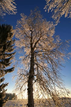 Tall frost tree with blue sky in winter
